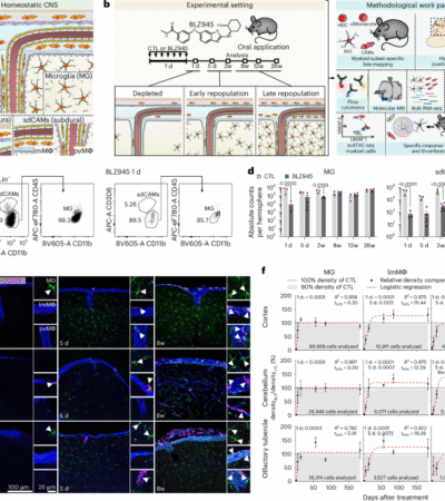 Distinct origins and niches determine the cellular responsiveness of CNS macrophages after repopulation