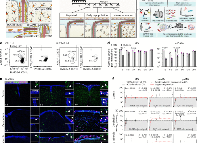 Distinct origins and niches determine the cellular responsiveness of CNS macrophages after repopulation