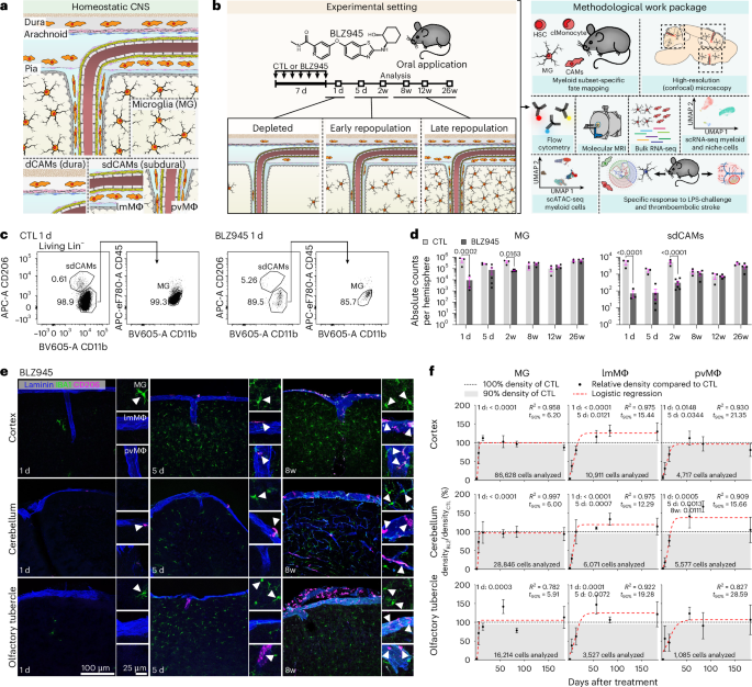Distinct origins and niches determine the cellular responsiveness of CNS macrophages after repopulation
