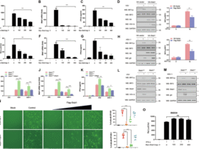 E3 ubiquitin ligase Stub1 enhances viral replication by promoting TBK1 degradation through molecular chaperone-mediated autophagy