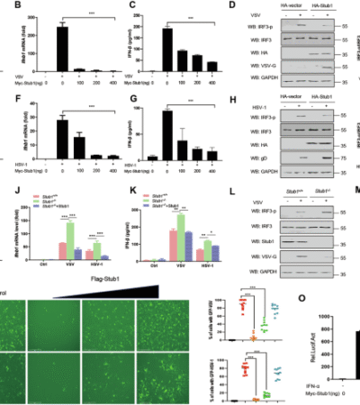 E3 ubiquitin ligase Stub1 enhances viral replication by promoting TBK1 degradation through molecular chaperone-mediated autophagy