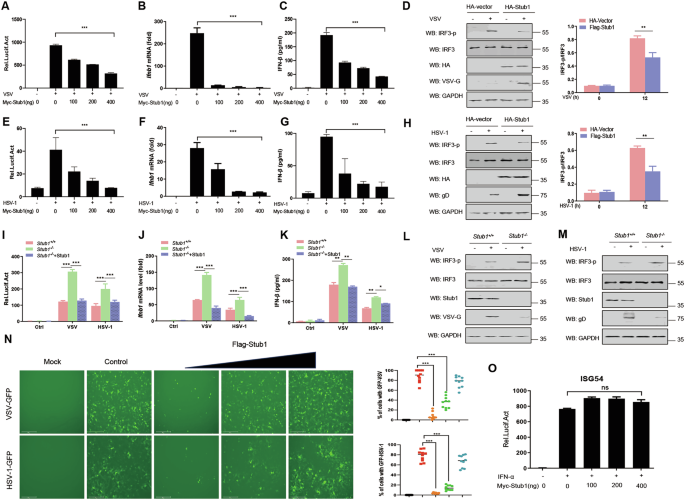 E3 ubiquitin ligase Stub1 enhances viral replication by promoting TBK1 degradation through molecular chaperone-mediated autophagy