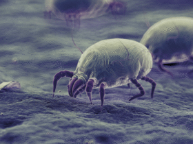 Early life allergen sensitivity starts in the skin