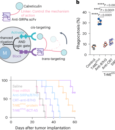 Engineering macrophage-targeted trispecific immune cell engagers for tumor immunotherapy
