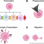 Engineering macrophages for cancer immunotherapy: emerging insights and therapeutic potential