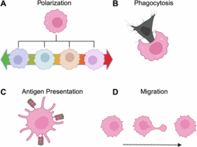 Engineering macrophages for cancer immunotherapy: emerging insights and therapeutic potential