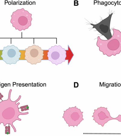 Engineering macrophages for cancer immunotherapy: emerging insights and therapeutic potential