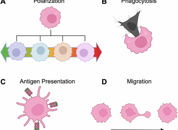 Engineering macrophages for cancer immunotherapy: emerging insights and therapeutic potential