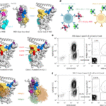Epitope-focused discovery of SARS-CoV-2 antibodies that potently neutralize Omicron variants