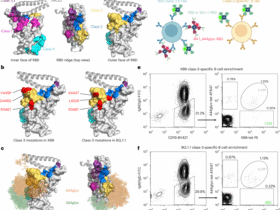 Epitope-focused discovery of SARS-CoV-2 antibodies that potently neutralize Omicron variants