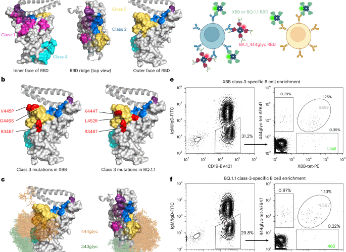 Epitope-focused discovery of SARS-CoV-2 antibodies that potently neutralize Omicron variants