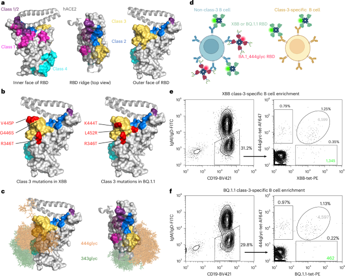 Epitope-focused discovery of SARS-CoV-2 antibodies that potently neutralize Omicron variants