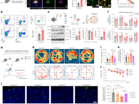 Exercise alleviates cognitive dysfunction in Alzheimer’s disease mice via skeletal muscle-derived extracellular vesicles that enhance plaque clearance by microglia