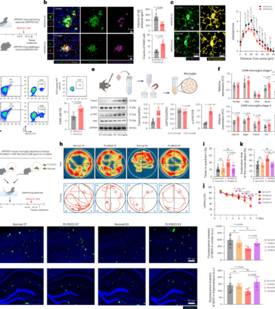 Exercise alleviates cognitive dysfunction in Alzheimer’s disease mice via skeletal muscle-derived extracellular vesicles that enhance plaque clearance by microglia
