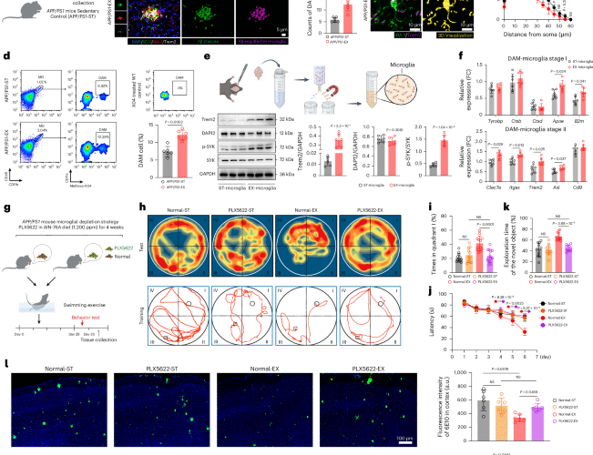 Exercise alleviates cognitive dysfunction in Alzheimer’s disease mice via skeletal muscle-derived extracellular vesicles that enhance plaque clearance by microglia