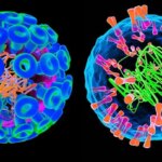 Genital Herpes Causes: HSV-1 and HSV-2