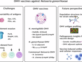 Gonococcal outer membrane vesicle vaccines: bacterial population biology, clinical trials, immune profiling, and vaccine design