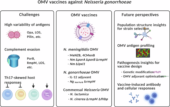 Gonococcal outer membrane vesicle vaccines: bacterial population biology, clinical trials, immune profiling, and vaccine design