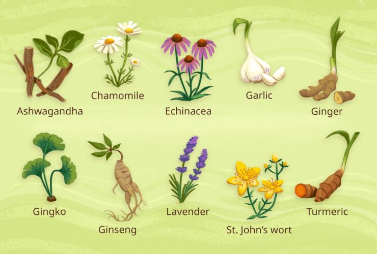 Health Benefits of 10 Healing Herbs