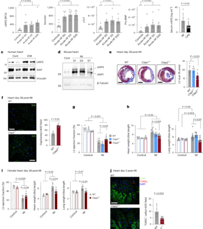 Hematopoietic expression of cIAP2 drives inflammation and heart failure after myocardial infarction