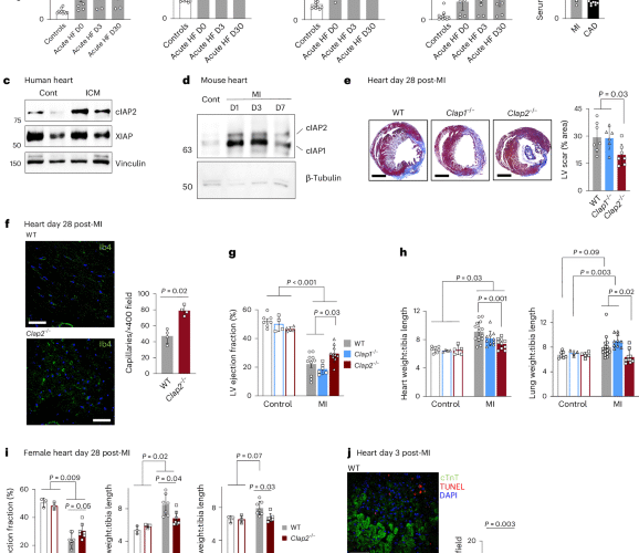 Hematopoietic expression of cIAP2 drives inflammation and heart failure after myocardial infarction