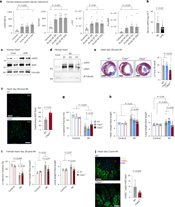 Hematopoietic expression of cIAP2 drives inflammation and heart failure after myocardial infarction