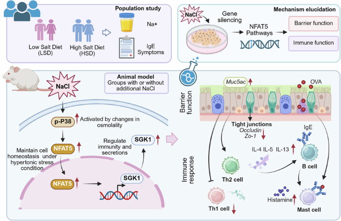 High-salt diet aggravates allergic rhinitis through the NFAT5 signaling pathway
