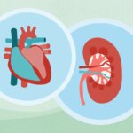 CKD and Your Heart: How Chronic Kidney Disease Affects Cardiovascular Health