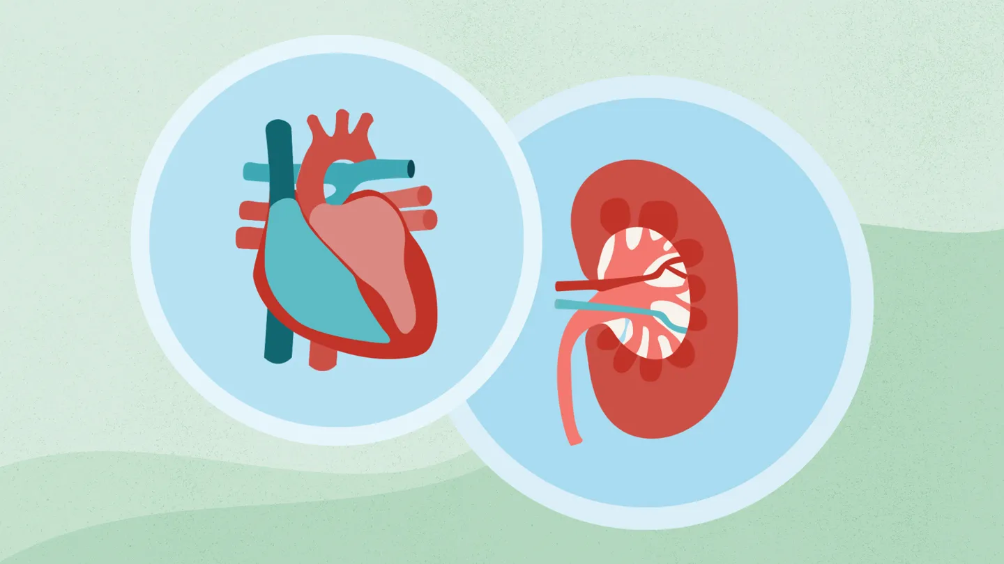 CKD and Your Heart: How Chronic Kidney Disease Affects Cardiovascular Health