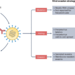 Human herpesvirus evasion of humoral immunity and implications for vaccine development