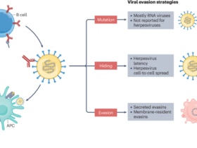 Human herpesvirus evasion of humoral immunity and implications for vaccine development