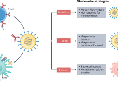 Human herpesvirus evasion of humoral immunity and implications for vaccine development