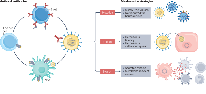 Human herpesvirus evasion of humoral immunity and implications for vaccine development