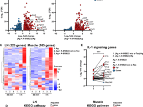 IL-1 delineates squalene-based adjuvant efficacy and reactogenicity in a cell-type-specific manner