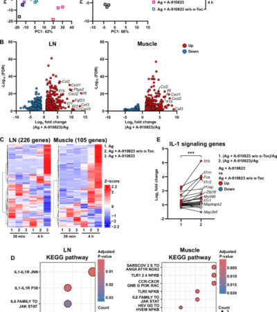 IL-1 delineates squalene-based adjuvant efficacy and reactogenicity in a cell-type-specific manner