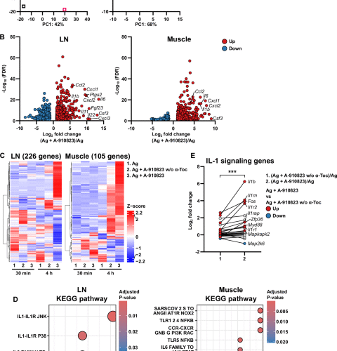 IL-1 delineates squalene-based adjuvant efficacy and reactogenicity in a cell-type-specific manner