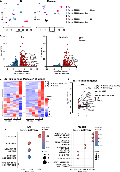 IL-1 delineates squalene-based adjuvant efficacy and reactogenicity in a cell-type-specific manner