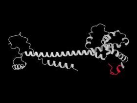 Identification and characterization of dietary antigens in oral tolerance | Science Immunology