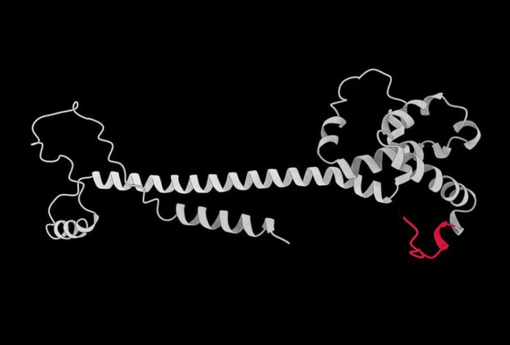 Identification and characterization of dietary antigens in oral tolerance | Science Immunology