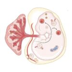 Immune mechanisms of congenital Zika syndrome | Science Immunology