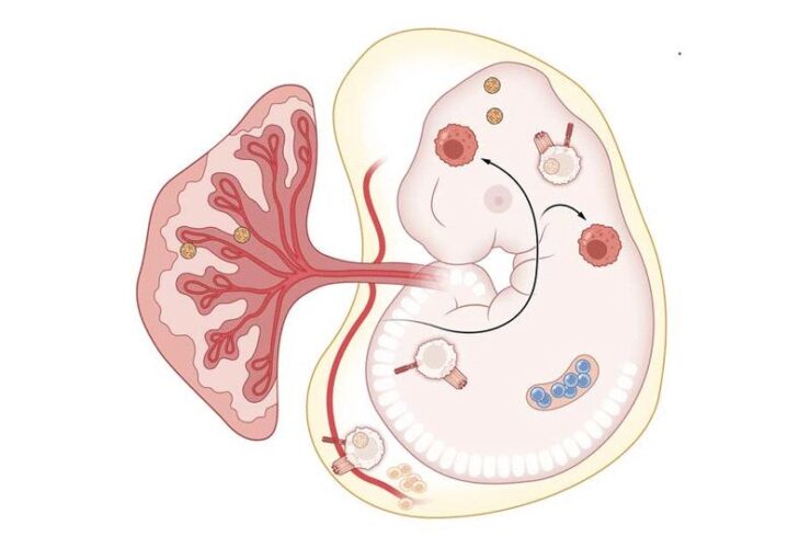 Immune mechanisms of congenital Zika syndrome | Science Immunology