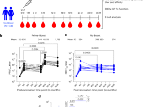 Improved VSV-Ebola-GP booster vaccination approach promotes antibody affinity maturation and durable anti-Ebola immunity in humans