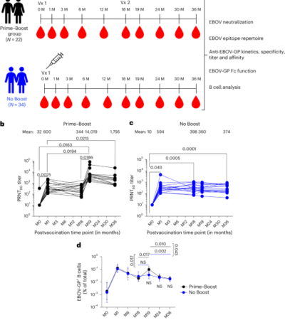 Improved VSV-Ebola-GP booster vaccination approach promotes antibody affinity maturation and durable anti-Ebola immunity in humans