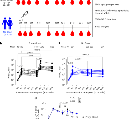 Improved VSV-Ebola-GP booster vaccination approach promotes antibody affinity maturation and durable anti-Ebola immunity in humans