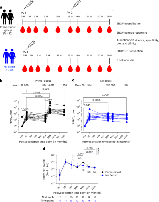 Improved VSV-Ebola-GP booster vaccination approach promotes antibody affinity maturation and durable anti-Ebola immunity in humans