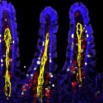 Inflammatory ILC2s migrate to distal tissues during infection using stage-specific S1P receptors | Science Immunology