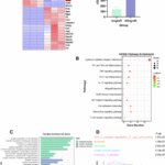 Inhibition of cGAS in dendritic cells suppresses maturation and prolongs allograft survival in mice