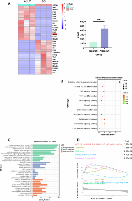 Inhibition of cGAS in dendritic cells suppresses maturation and prolongs allograft survival in mice
