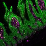 Intestinal epithelial MHC class II induces encephalitogenic CD4 T cells and initiates central nervous system autoimmunity | Science Immunology