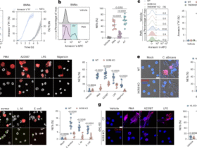 Lipid asymmetry disruption by XKR8 orchestrates neutrophil extracellular trap formation and inhibits fungal infection